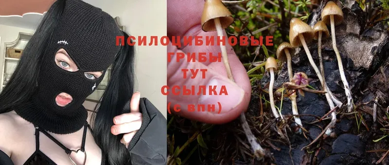 Галлюциногенные грибы Psilocybine cubensis  купить закладку  Советская Гавань 